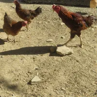 مرغ و خروس و جوجه نیمچه لاری دورگ|حیوانات مزرعه|سنندج, |دیوار