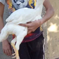 جوجه مرغ لاری