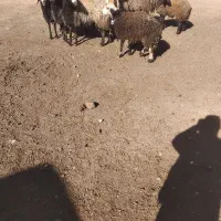 بره نر هم قوچ شالی