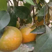 چیدن میوه باغچه فقط خانم