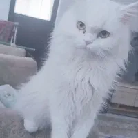 یک میلیون تومن|گربه|بیرجند, |دیوار