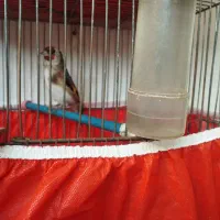 معاوضه با قناری نر بخون|پرنده|برخوار, |دیوار