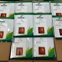 بذر گوجه فرنگی ایدن