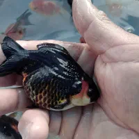 گلدفیش ۳.۵ الی ۴ اینچ|ماهی|ساری, |دیوار