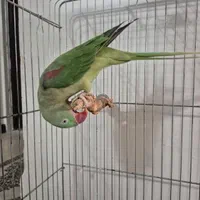 شاه طوطی ماده