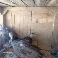 جوجه‌طاووس‌مرغ‌کوهی‌اردک‌پنگوینی‌واسراییلی|حیوانات مزرعه|قم, نخودی|دیوار