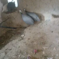 فروش سهره و مرغ شاخدار|پرنده|آبگرم, |دیوار