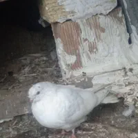 کبوتر|پرنده|رشت, عینک|دیوار