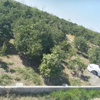 فروش باغ مرکبات۲۰سالهدر روستای پائین لموک