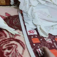 پرنده عروس هلندی