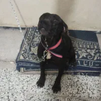 سگ بیتبول ماده