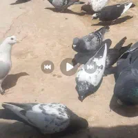 نمادهای رنگی سبز مگس