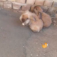 جفت خرگوش لپ
