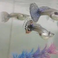 کپی بیگ ایر رد موزاییک|ماهی|بروجرد, |دیوار