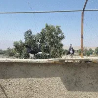 کبوتر شهری|پرنده|شیراز, سلطان آباد|دیوار