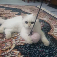 گربه بیریتیش