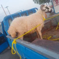 بره چاق|حیوانات مزرعه|جیرفت, |دیوار