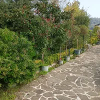 همه نوع گل و گیاه به قیمت جهادی وهمه نوع مرکبات|گل و گیاه طبیعی|آستانه اشرفیه, |دیوار