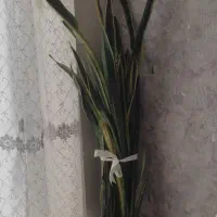 گل های خانگی