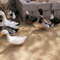 اردک و اسرائیلی. خروس .جوجه نیمچه . قوغاز