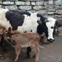 گاوگوساله ماده