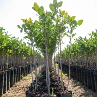 نـهــال زیتون ممتاز فرصت ویژه خرید|خدمات باغبانی و درختکاری|منجوان, |دیوار