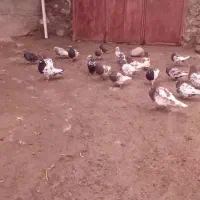 ۱۰۰۰|پرنده|سراب, |دیوار