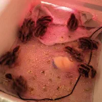 دستگاه جوجه کشی|لوازم جانبی حیوانات|مشهد, هنرور|دیوار