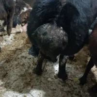 گوسفند شیشک آبستن تظمین .عطیقه داره شیر میکنه|حیوانات مزرعه|جلین, |دیوار