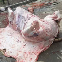 سلاخ سلاخی ذبح قصاب حرفهای گوساله گوسفند حلال|خدمات پذیرایی، مراسم|زنجان, |دیوار