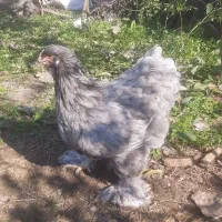 تخم مرغ برهما|حیوانات مزرعه|رشت, بیجارپس|دیوار