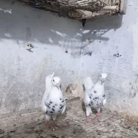 طوقی|پرنده|مسجد سلیمان, |دیوار