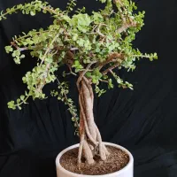 بنسای خرفه ۵ ساله|گل و گیاه طبیعی|اصفهان, ملکشهر|دیوار