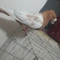 کبوتر سینه|پرنده|فسا, |دیوار
