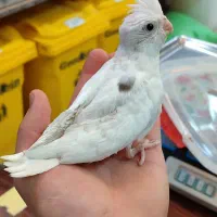 طوطی گرینچیک خورشیدی|پرنده|اردبیل, |دیوار