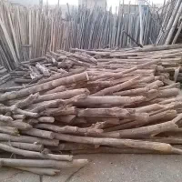 خرید وفروش انواع چوب چنار تر وخشک خریدارم