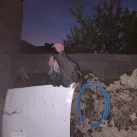 بوقلمون وخروس