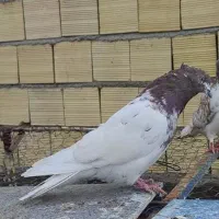 کله‌سرخ‌وسفید‌پرشتی