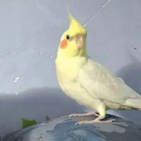 عروس هلندی گم شده