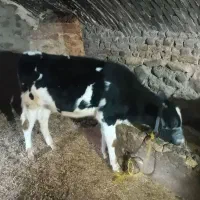 گاوشیری ۶ماه آبستن همراه با گوساله نر ۹ماهه|حیوانات مزرعه|ازنا, |دیوار