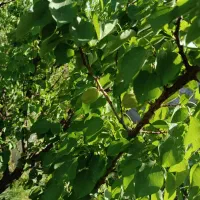 باغچه چهار دیواری فوری فروش در بهترین کوچه خدایار|فروش زمین و ملک کلنگی|ماهدشت, |دیوار