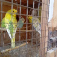 مرغ عشق کاکلی|پرنده|زرقان, |دیوار