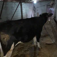 سیمنتال ۱۵ ماهه تلیسه|حیوانات مزرعه|رشت, پسیخان|دیوار