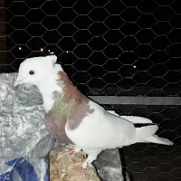 طوقی کلاهی وسیاه  رسمی معامله با قناری نر|پرنده|کرمان, |دیوار