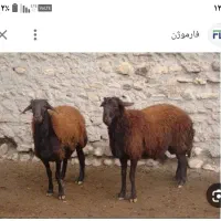 گوسفند زنده ماده