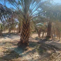 برش نخل رایگان|خدمات باغبانی و درختکاری|بهبهان, |دیوار