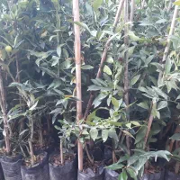 نهال لیموترش لایم کوات قیمت ۳۹۰۰۰۰|خدمات باغبانی و درختکاری|ارطه, |دیوار