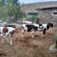 گوساله ماده