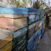 فروش تعدادی کندو  زنبور عسل