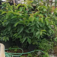 گوآوای سیبی کینگ بالغ